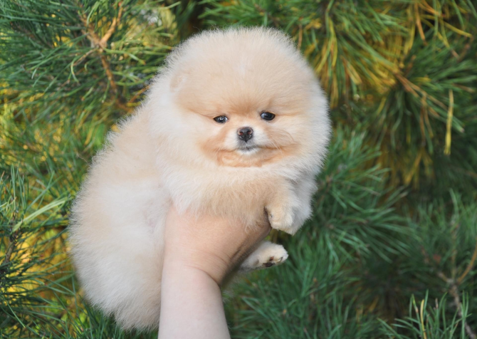 Pomeranian Teddy Bear Yavrularımız